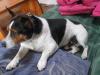 Dog found - Wicklow