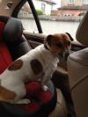 Dog found - Dublin