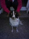 Dog found - Dublin