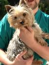Dog found - Dublin