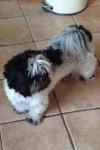 Dog found - Dublin