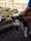 Cat found - Cork