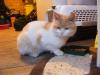 Cat found - Cork