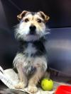 Dog found - Galway