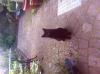 Cat found - Galway