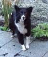 Dog found - Dublin