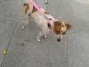 Dog found - Cork