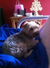 Dog found - Dublin