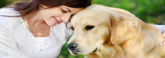 Reuniting lost Irish pets with their owners in Ireland