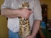 Cat lost - Dublin