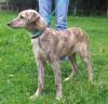 Dog lost - Tipperary