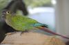Bird lost - Kilkenny
