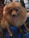 Dog lost - Dublin