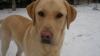 Dog lost - Cork