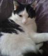 Cat lost - Dublin