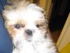 Dog lost - Meath