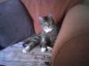 Cat lost - Derry