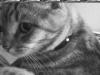 Cat lost - Kildare