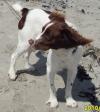 Dog lost - Galway