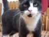 Cat lost - Kildare