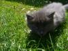 Cat lost - Dublin