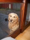 Dog lost - Limerick