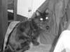 Cat lost - Cork
