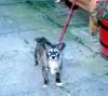 Dog lost - Cork
