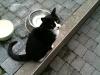 Cat lost - Dublin