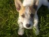 Dog lost - Limerick