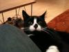 Cat lost - Dublin