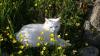 Cat lost - Kildare