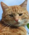 Cat lost - Cork