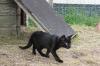 Cat lost - Dublin