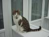 Cat lost - Galway