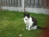 Cat lost - Dublin