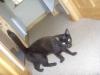 Cat lost - Dublin