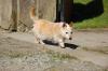 Dog lost - Wicklow