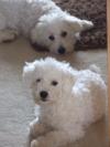 Dog lost - Donegal