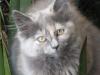 Cat lost - Wicklow