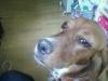 Dog lost - Kildare