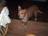 Dog lost - Dublin
