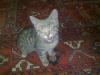 Cat lost - Limerick