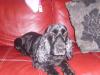 Dog lost - Galway