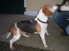 Dog lost - Carlow