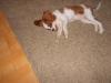 Dog lost - Limerick
