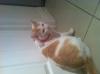 Cat lost - Wexford