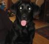 Dog lost - Galway