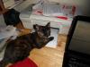 Cat lost - Meath