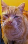 Cat lost - Galway